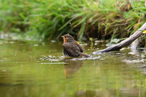 European Robin
