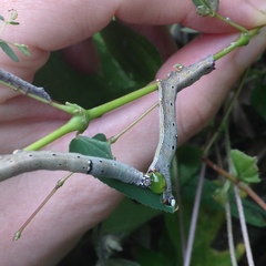 Bastilla solomonensis