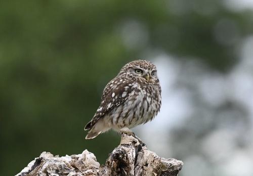 Little Owl