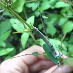 Bastilla solomonensis