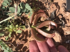 Astragalus holmgreniorum