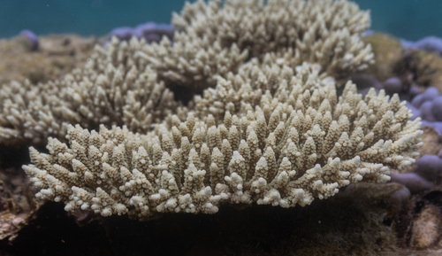 Acropora digitifera observed 2026-06-03
