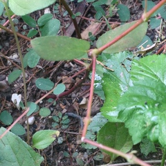 Bastilla solomonensis