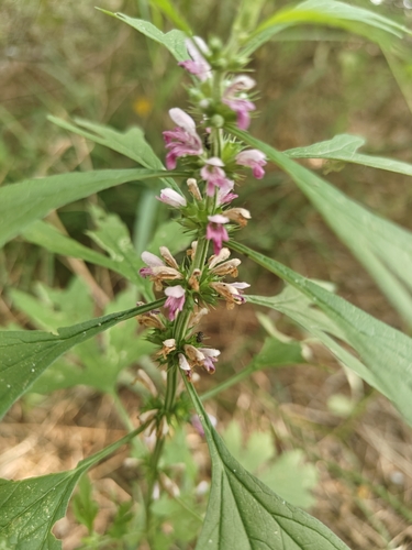 Chinese motherwort