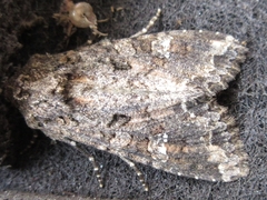 Mamestra brassicae
