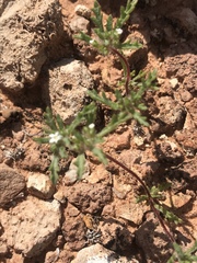 Ipomopsis polycladon