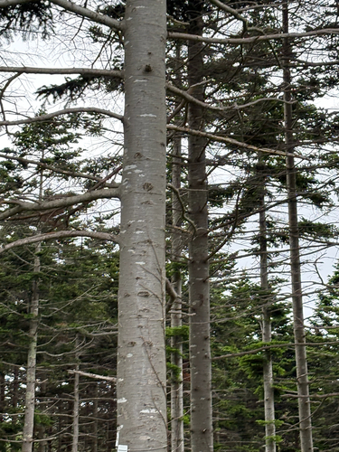 Abies sachalinensis, 2026-06-06
