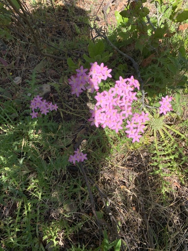 Common centaury