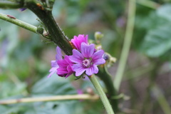 Malva sylvestris