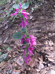 Salvia purpurea
