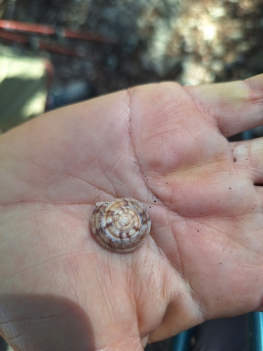 Lapidary Snail