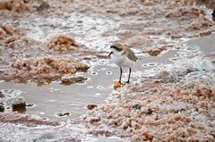 Charadrius alticola