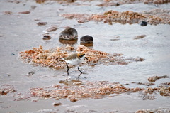 Charadrius alticola