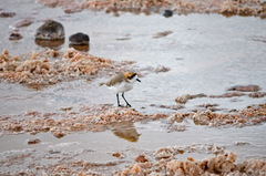 Charadrius alticola