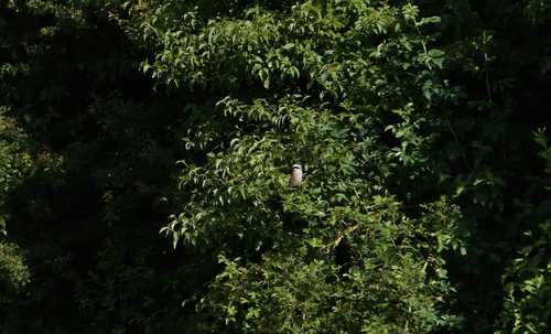 Red-backed Shrike
