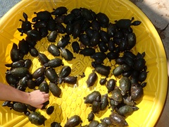 Common Musk Turtle photo 4