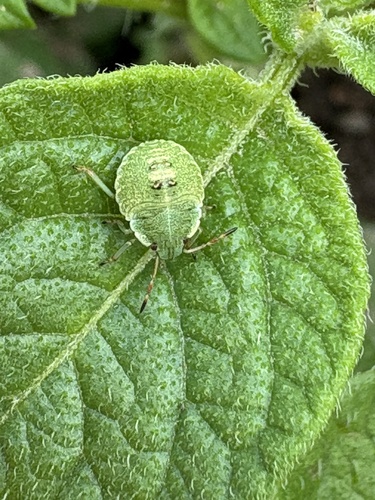 Green Shield Bug