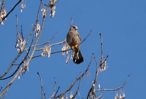 Eurasian Kestrel