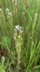 Castilleja attenuata