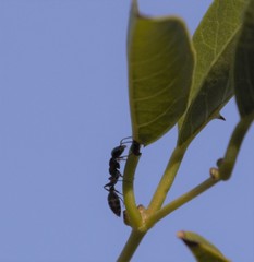 Pseudomyrmex