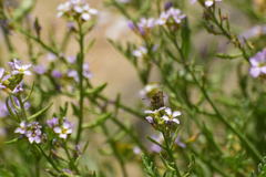Panoquina errans