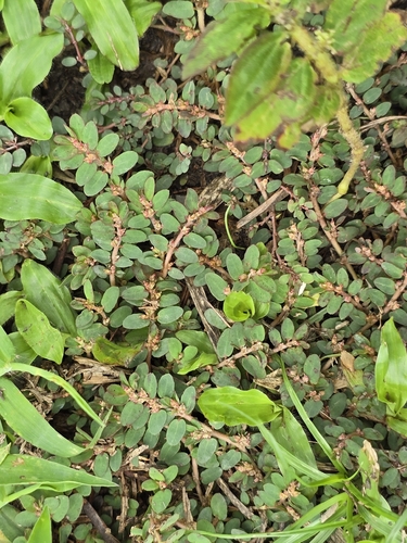 Euphorbia thymifolia, photograph 4