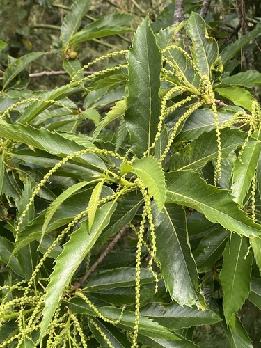 Sweet Chestnut