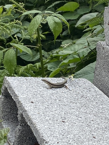 Madeira Lizard