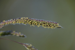 Poaceae