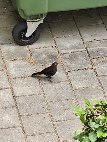 Eurasian Blackbird