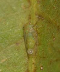 Platycorypha