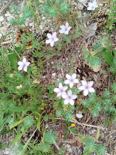 Narrow-leaved Flax