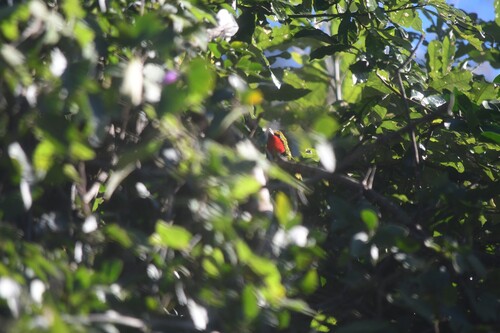 iNaturalist image