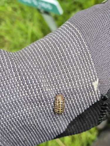Common Pill Woodlouse