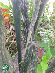 Sansevieria trifasciata