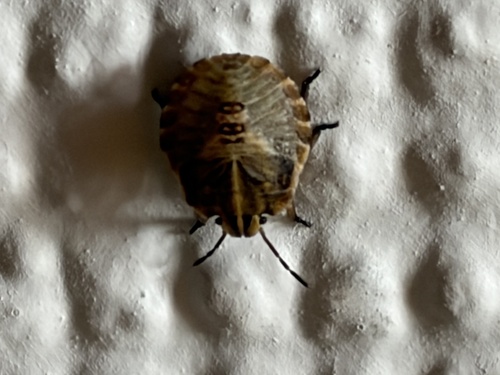 Continental Striped Shield Bug