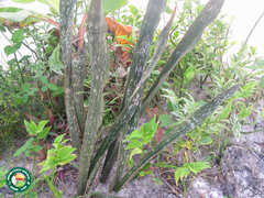 Sansevieria trifasciata