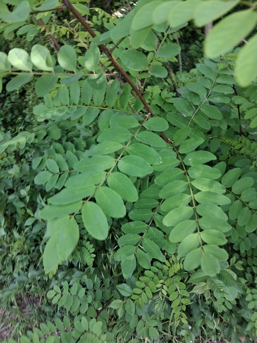 black locust