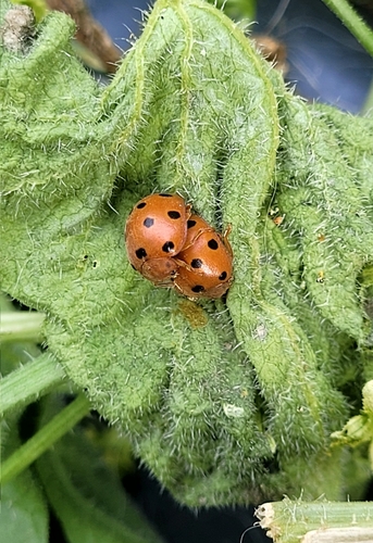 Bryony Ladybird