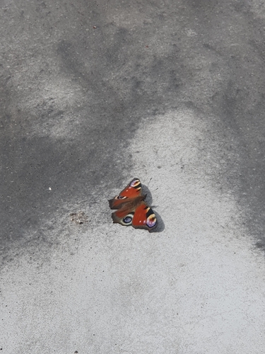 European Peacock Butterfly