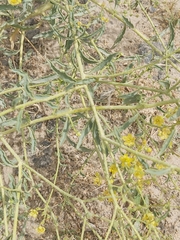 Haplophyllum tuberculatum