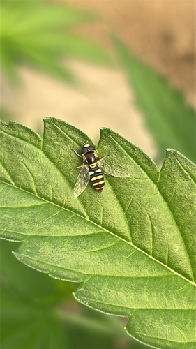 Epauletted Hover Fly