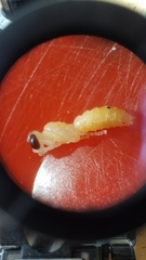 Ectemnius paucimaculatus