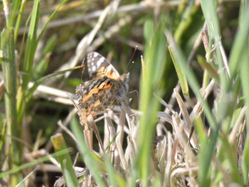 Painted Lady