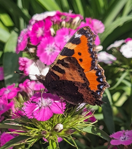 Small Tortoiseshell