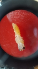 Ectemnius paucimaculatus