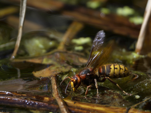 European Hornet