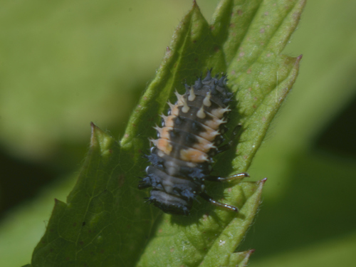 Asian Lady Beetle
