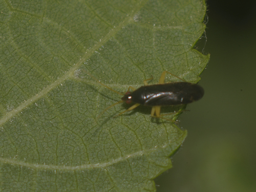 Phylus coryli
