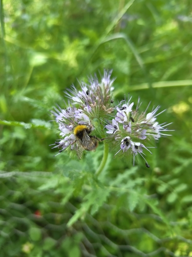 Early Bumble Bee